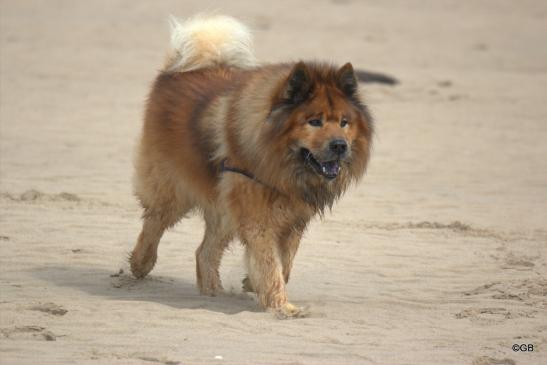 Buddy von der Wettloopsheide(Bonnys Papa, 12 Jahre alt)