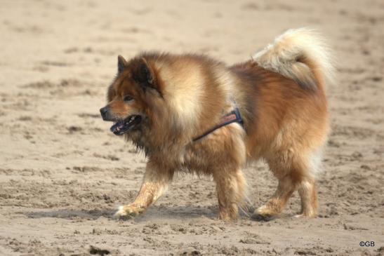 Buddy von der Wettloopsheide(Bonnys Papa, 12 Jahre alt)