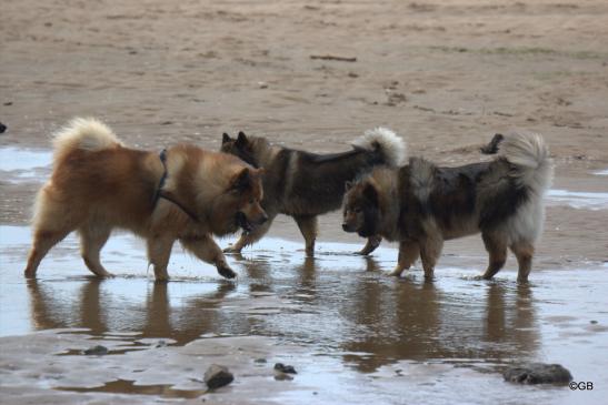 V. li.: Buddy, Bonny und Sanny