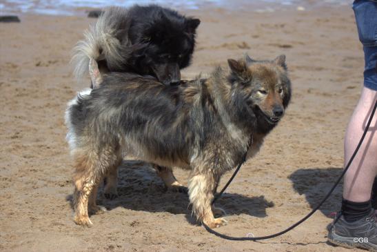 Birka vom Brenztal(hinten) und Coco-San(Sanny) von Barschlüte