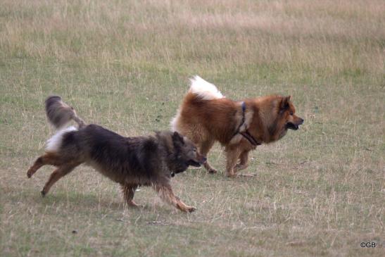 Die Eltern: Mama Sanny(li., vorne) und Papa Buddy 