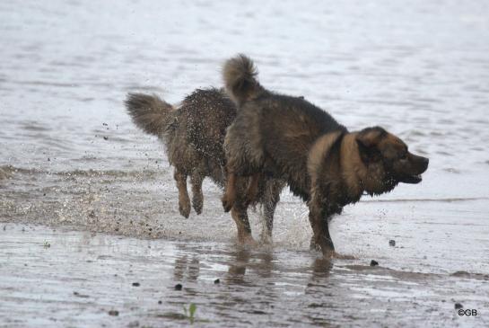 Bonny vom Bossardpfad(li.) und Mama Coco-San(Sanny) von Barschlüte