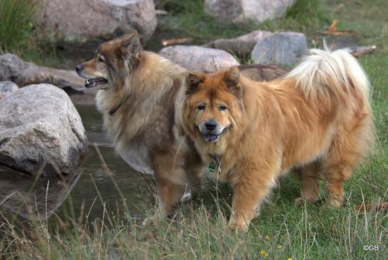 Franka von der Saline(hinten) und Chow-Chow-Hündin Sina