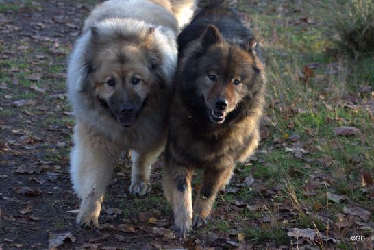 Aylana vom Kranichblick(li.) und Coco-San(Sanny) von Barschlüte