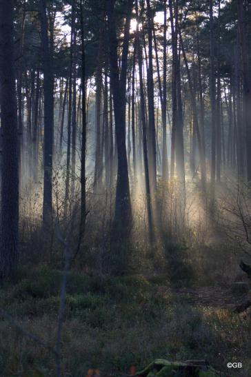 Beim Aufstieg: Blick nach rechts in den am Fuße des "Pferdekopfes" gelegenen Wald