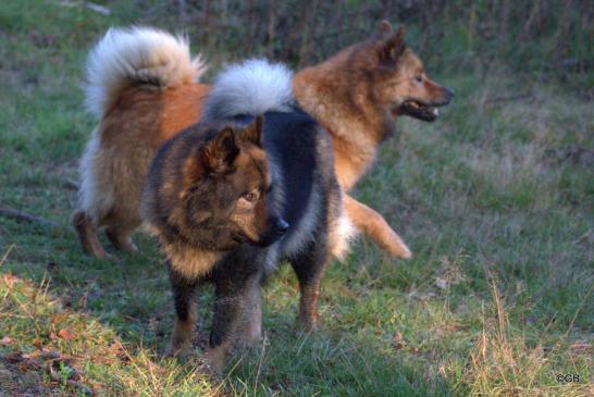 Bonny(vorne) und Billie-Bijou vom Bossardpfad