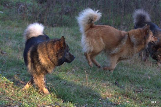 Bonny(vorne, li.)) und Billie-Bijou vom Bossardpfad und Mama Coco-San(Sanny) von Barschlüte(ganz, re.)