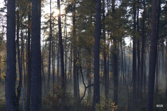 Beim Aufstieg: Blick nach rechts in den am Fuße des "Pferdekopfes" gelegenen Wald