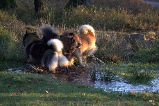 Bonny(vorne,li.) und Billie-Bijou(hinten, re.) und ihre Mama Sanny(Mitte) vom Bossardpfad