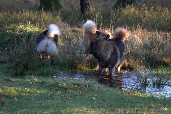 Bonny(hinten, li.) und Billie-Bijou(hinten, re.) und ihre Mama Sanny(vorne)