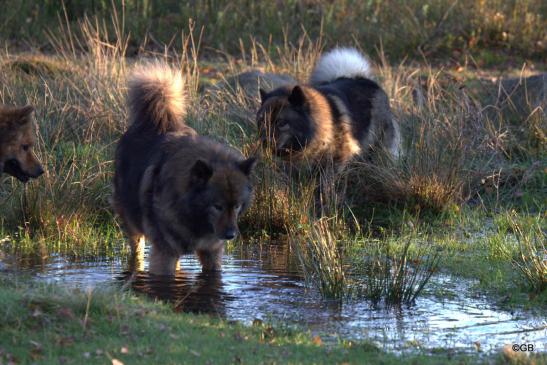 Mama Sanny und ihre Töchter Billie-Bijou(li.) und Bonny 