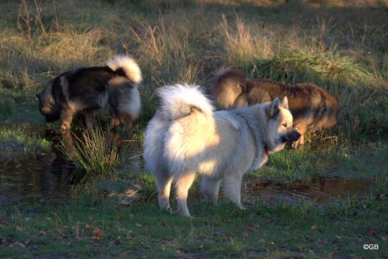 Anthea von der Harderburg(vorne), im Hintergrund: Bonny(li.) und Billie-Bijou