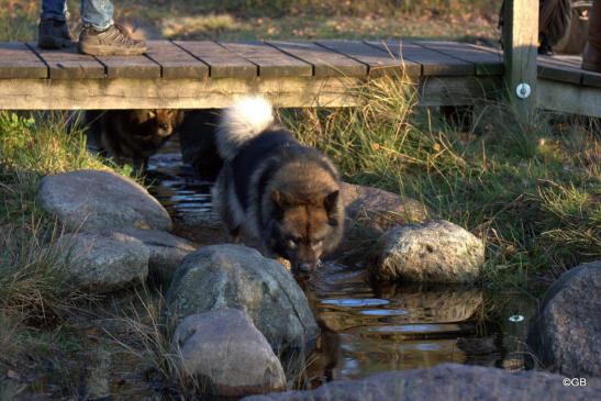 Bonny(vorne) und Mama Sanny(unter einer Büsenbachbrücke)