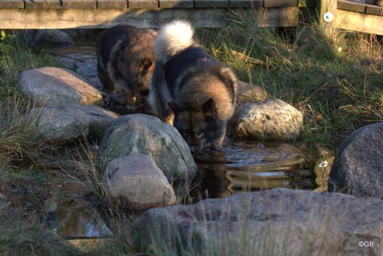 Bonny(vorne) und Mama Sanny