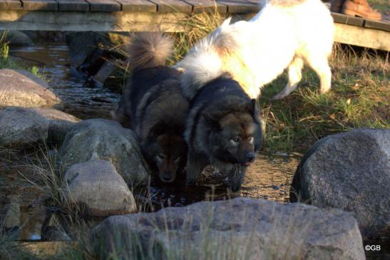 Bonny(vorne) und Mama Sanny, dahinter: Anthea von der Harderburg