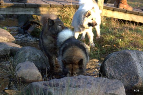 Bonny(vorne) und Mama Sanny, dahinter: Anthea von der Harderburg