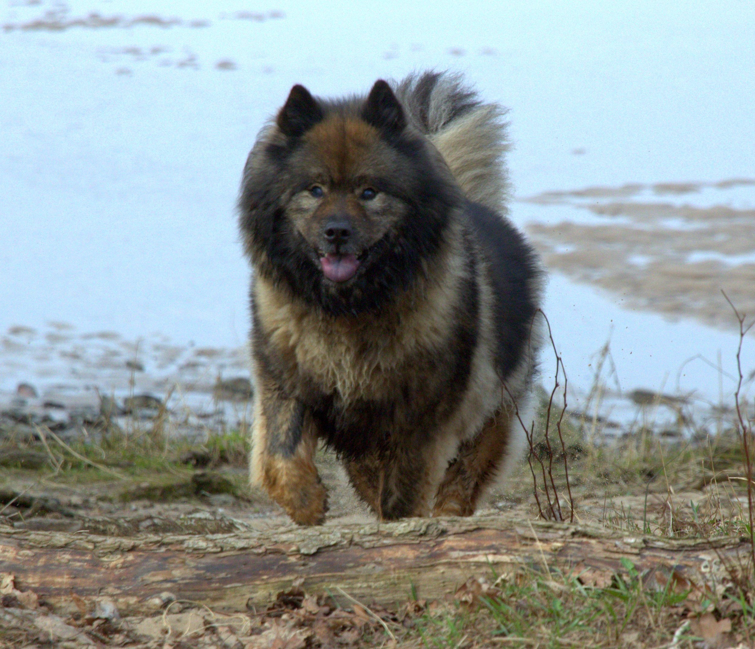 Bonny vom Bossardpfad