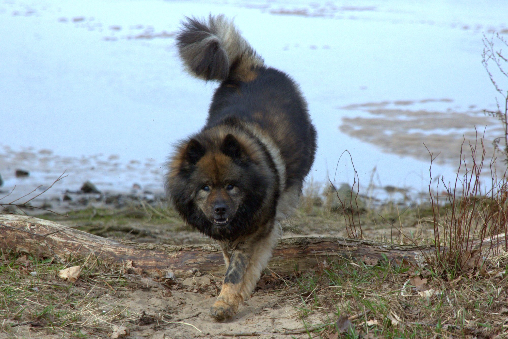 Bonny vom Bossardpfad