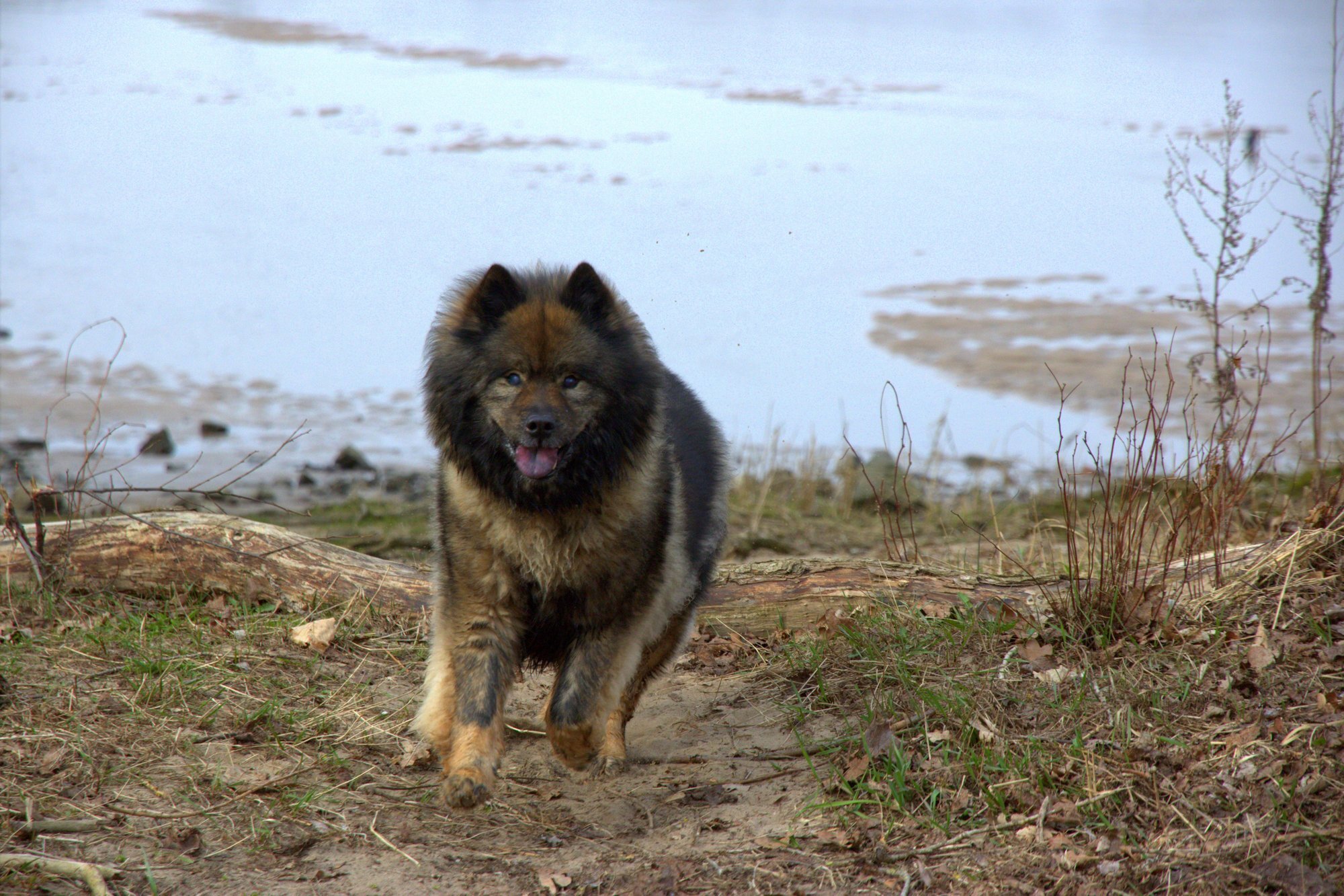 Bonny vom Bossardpfad