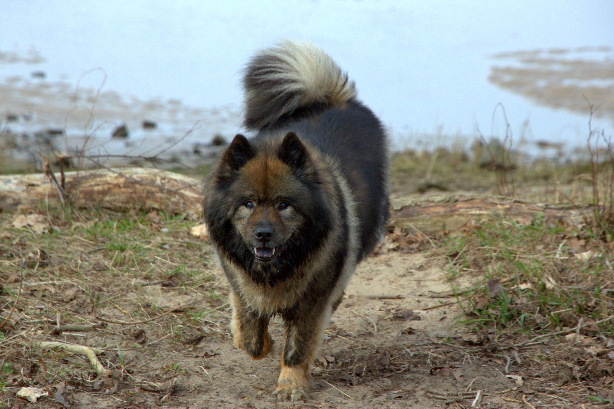 Bonny vom Bossardpfad