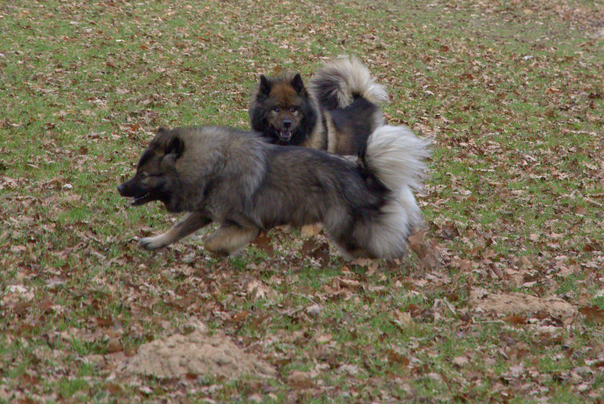 Antonia (Toni) von den Holsteiner Seen (vorne) und Bonny vom Bossardpfad