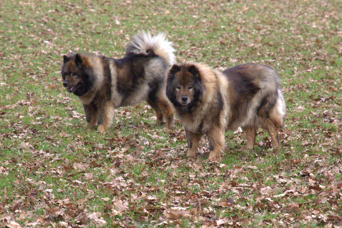 Coco-San (Sanny) von Barschlüte (vorne) und Tochter Bonny vom Bossardpfad
