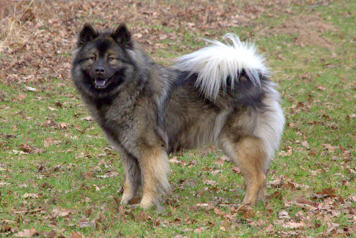 Antonia (Toni) von den Holsteiner Seen