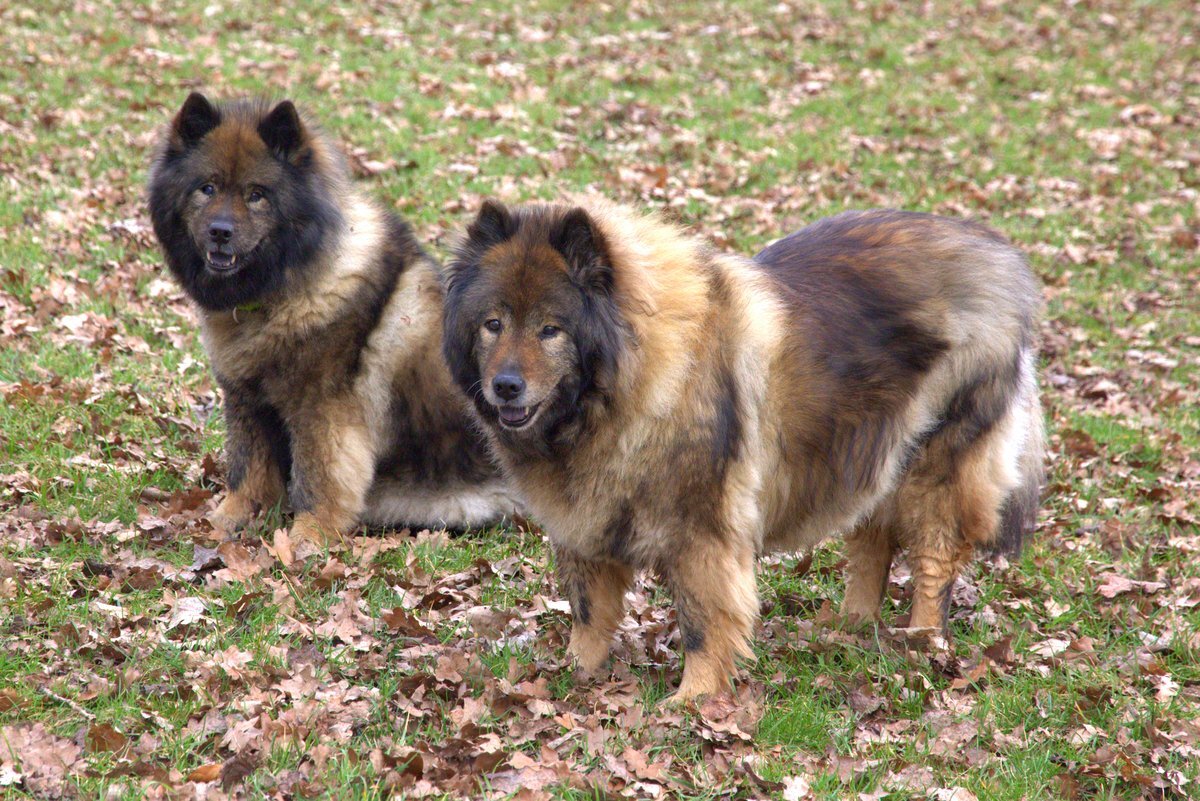 Coco-San (Sanny) von Barschlüte (vorne) und Tochter Bonny vom Bossardpfad