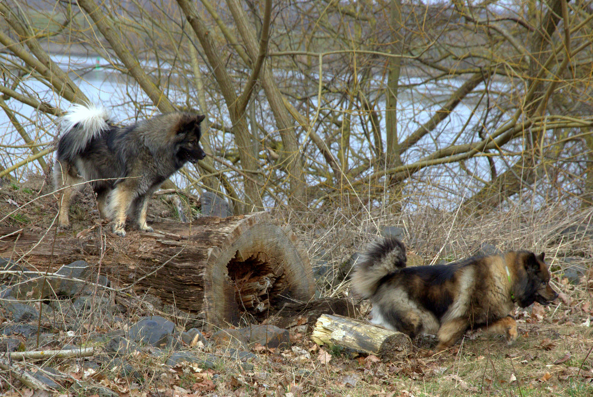 Antonia (Toni) von den Holsteiner Seen (links) und Bonny vom Bossardpfad