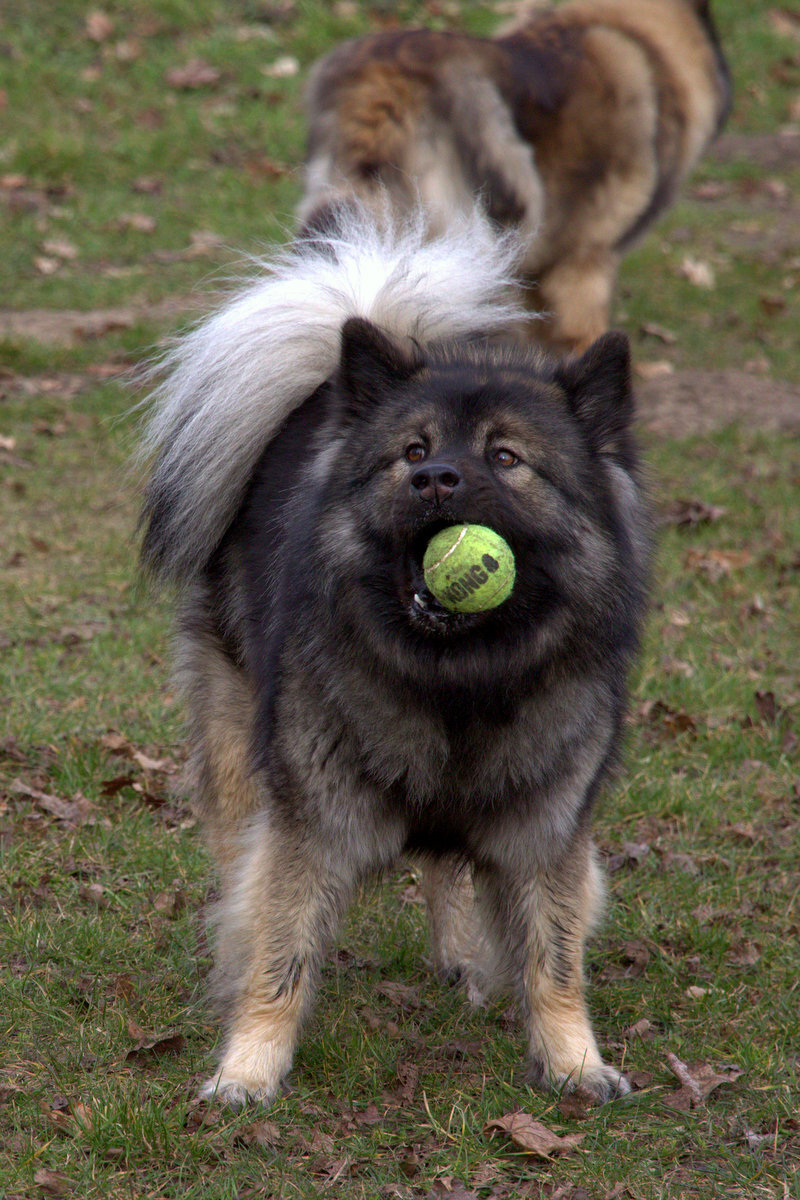 Antonia (Toni) von den Holsteiner Seen