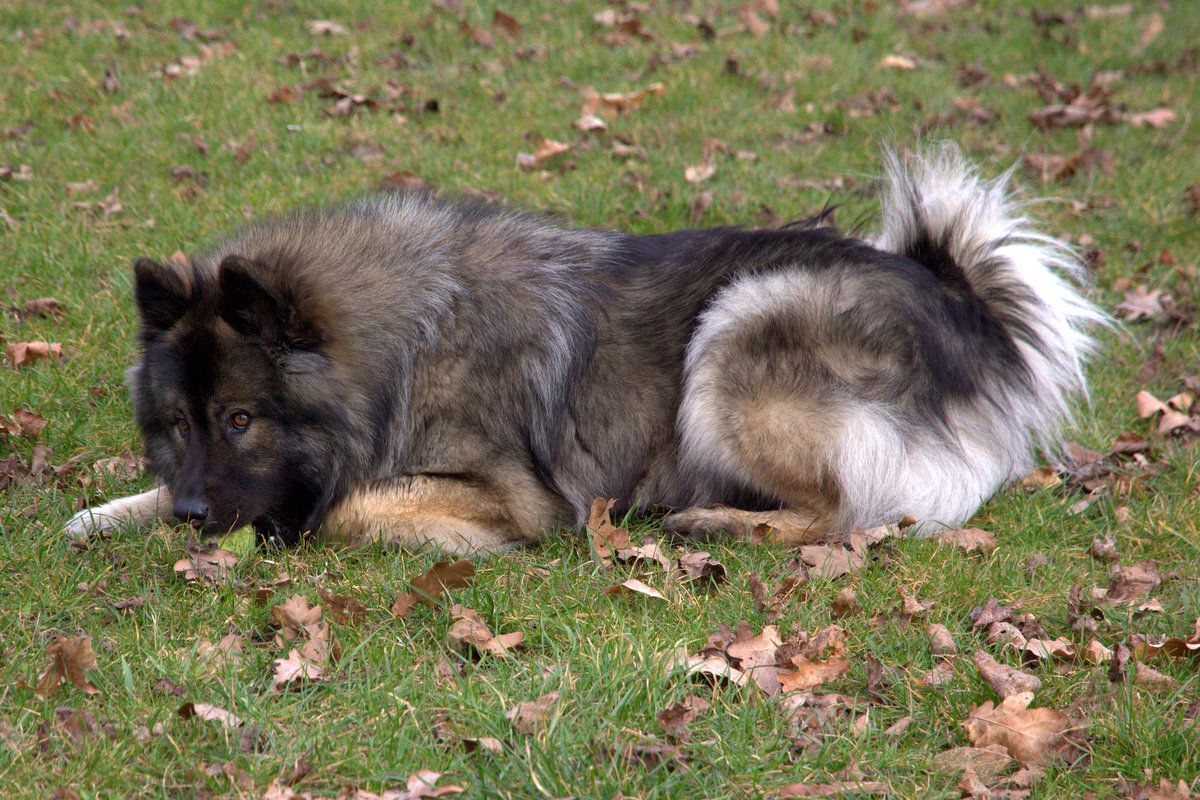 Antonia (Toni) von den Holsteiner Seen