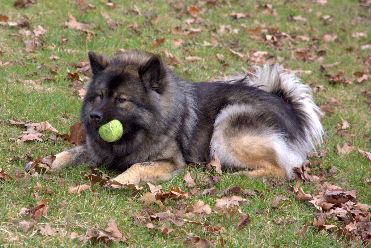 Antonia (Toni) von den Holsteiner Seen