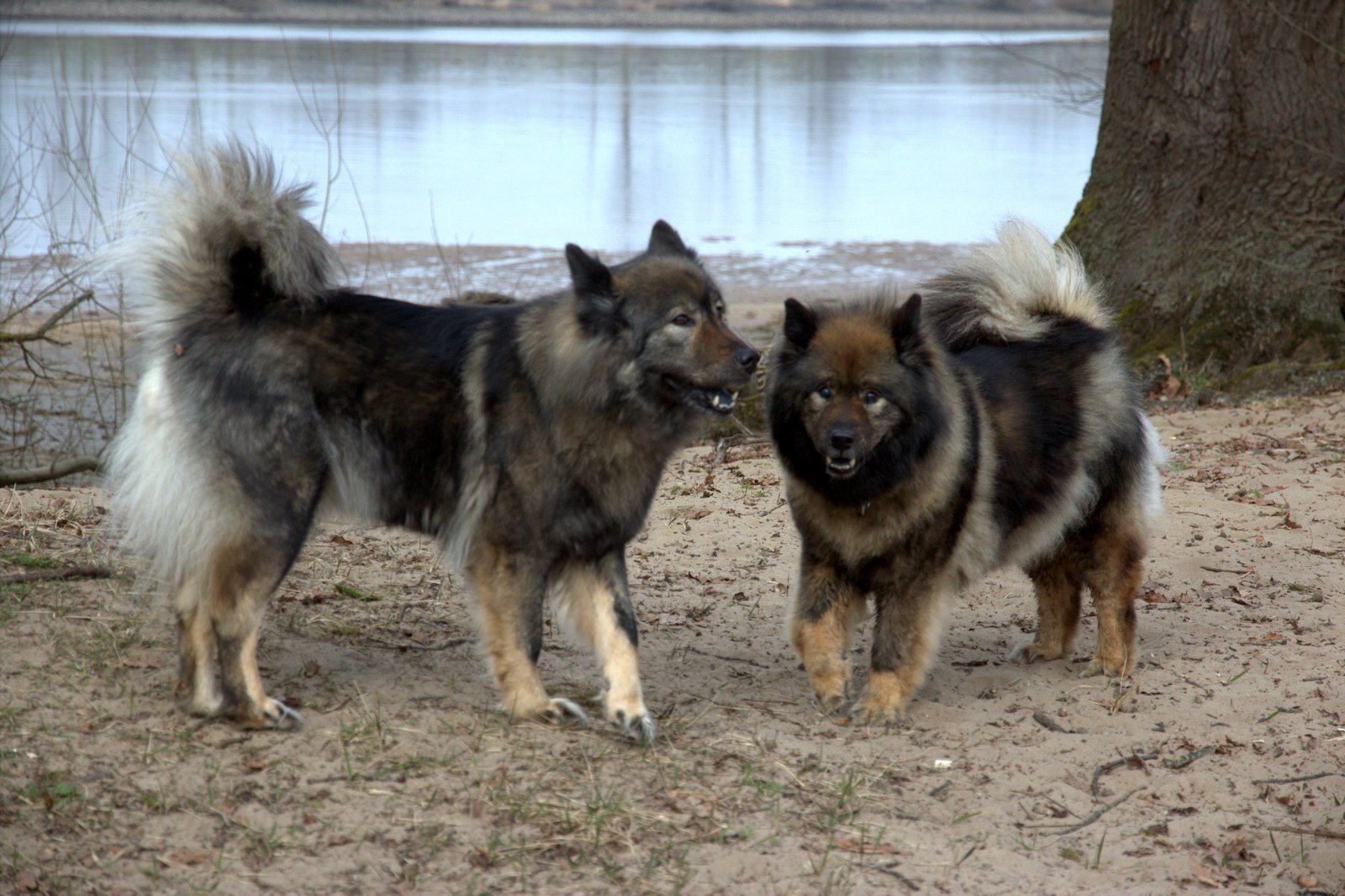 Janne vom Lachsbach (links) und Tante Bonny vom Bossardpfad