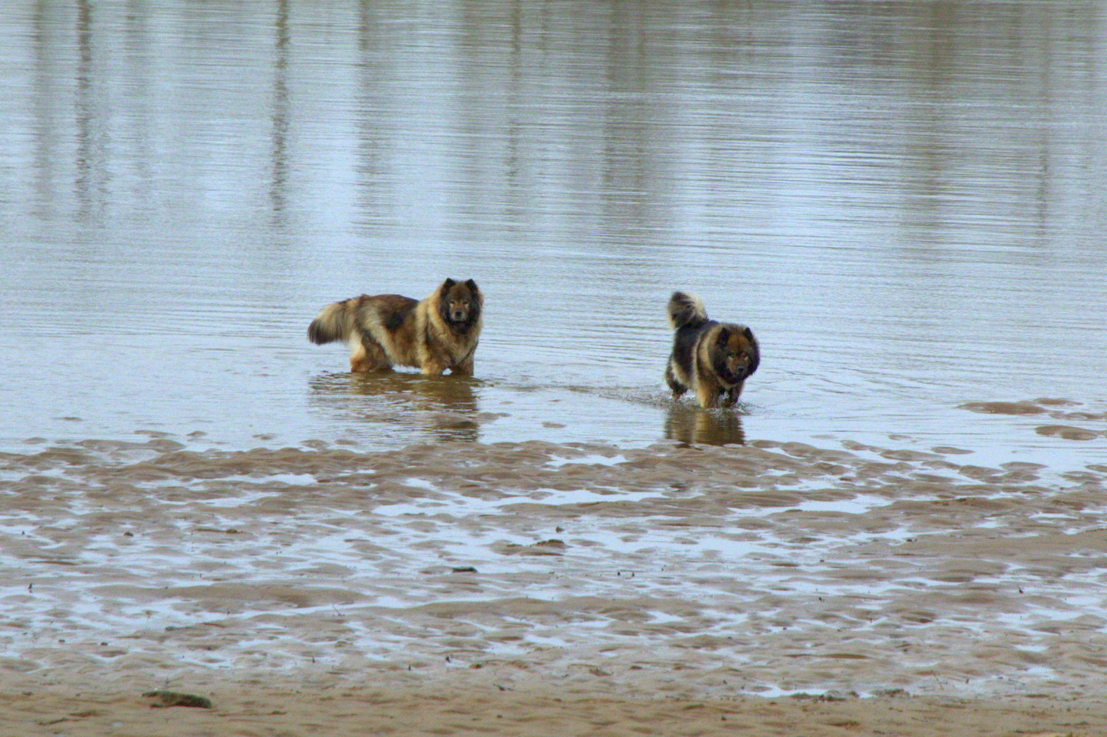 Coco-San (Sanny) von Barschlüte (links) und Tochter Bonny vom Bossardpfad