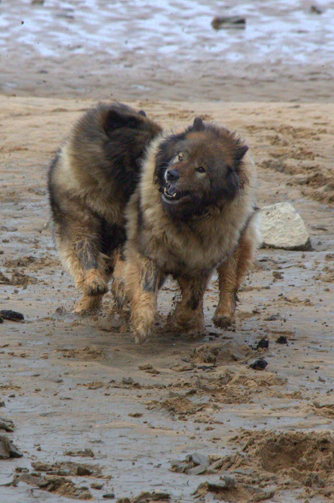 Coco-San (Sanny) von Barschlüte (rechts) und Tochter Bonny vom Bossardpfad