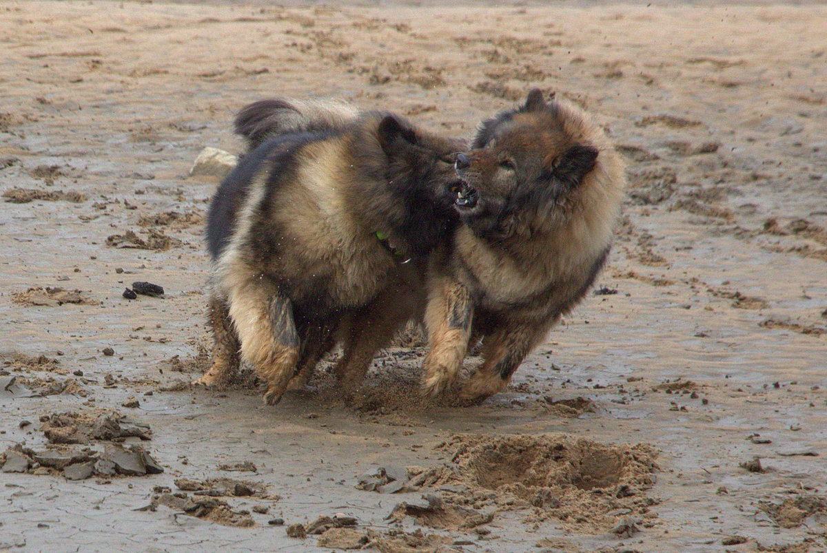 Coco-San (Sanny) von Barschlüte (rechts) und Tochter Bonny vom Bossardpfad
