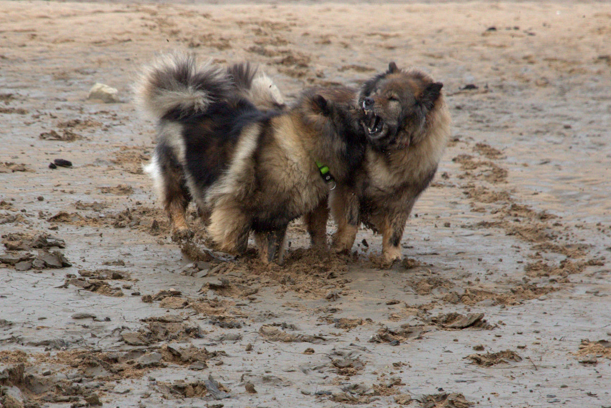 Coco-San (Sanny) von Barschlüte (rechts) und Tochter Bonny vom Bossardpfad
