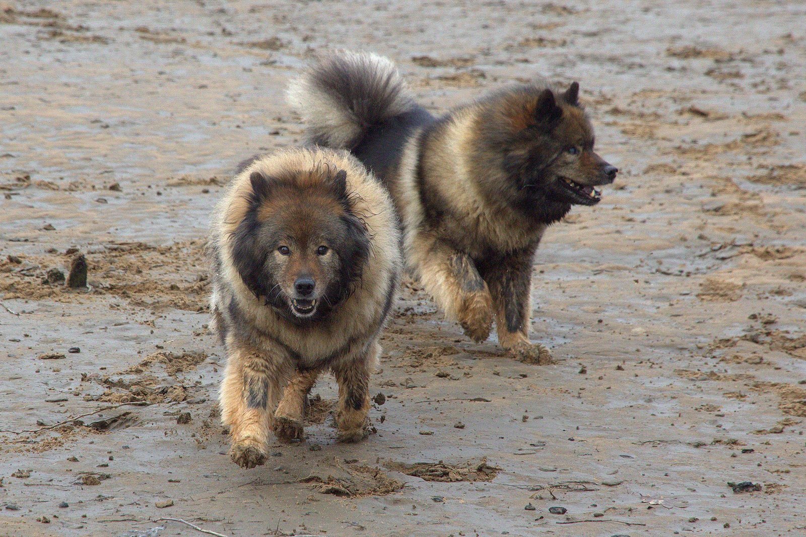 Coco-San (Sanny) von Barschlüte (vorne) und Tochter Bonny vom Bossardpfad