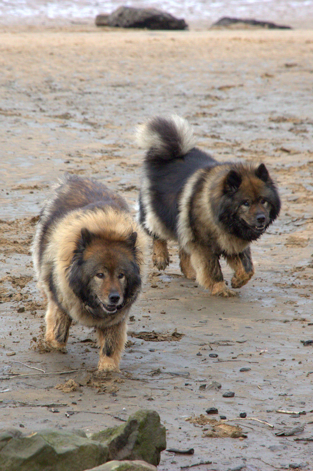 Coco-San (Sanny) von Barschlüte (links) und Tochter Bonny vom Bossardpfad