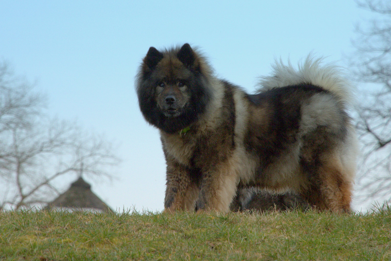 Bonny vom Bossardpfad