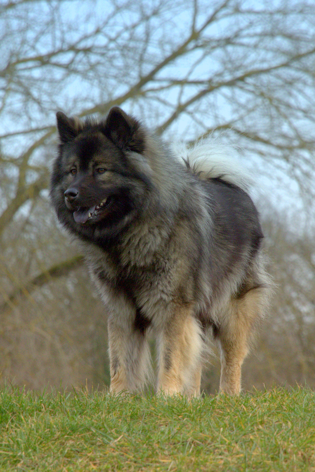 Antonia (Toni) von den Holsteiner Seen