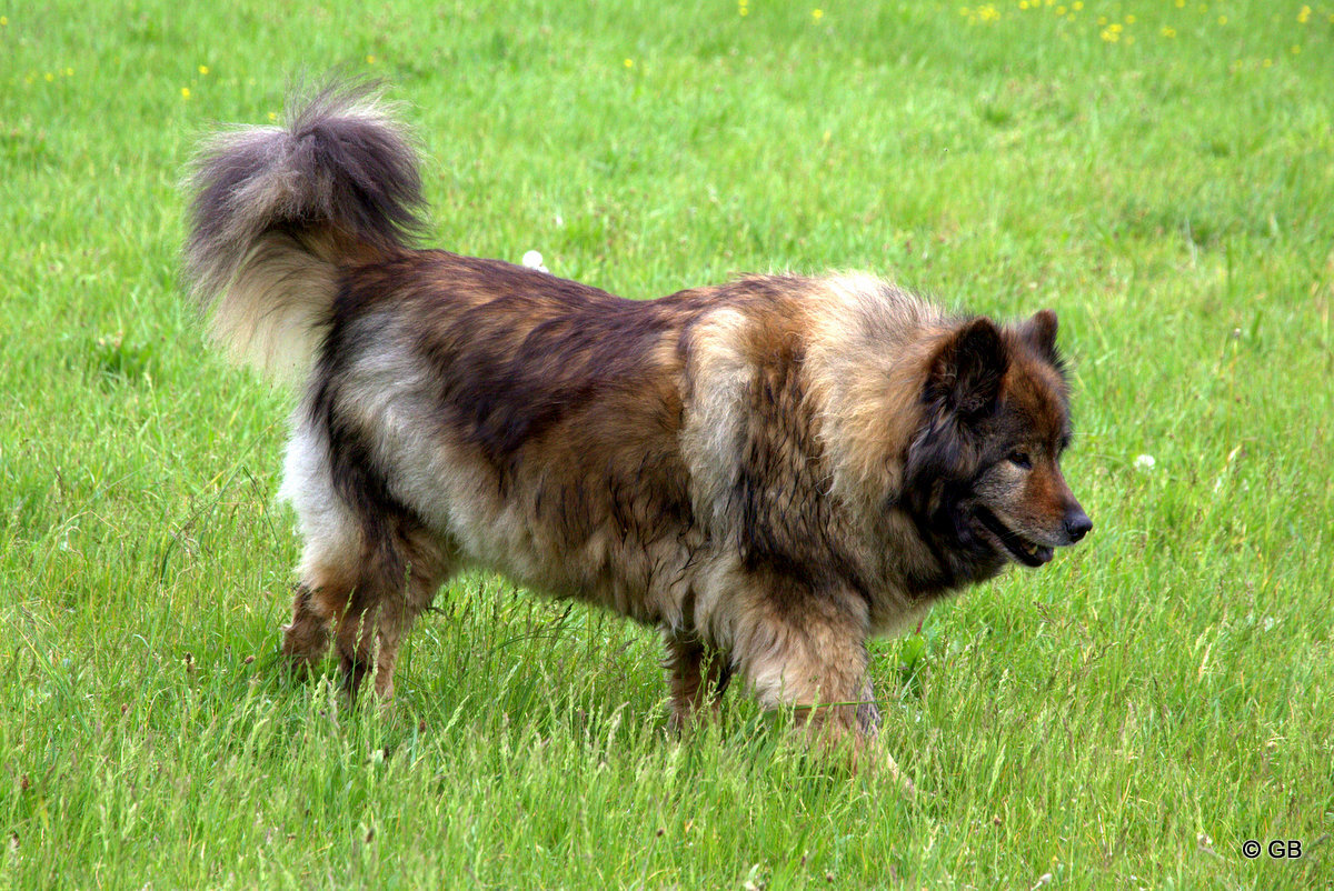Coco-San von Barschlüte (Sanny)