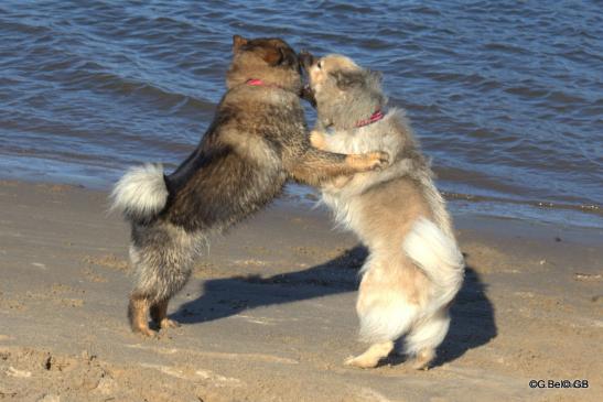 Aylana und Bonny (links, einjährig)