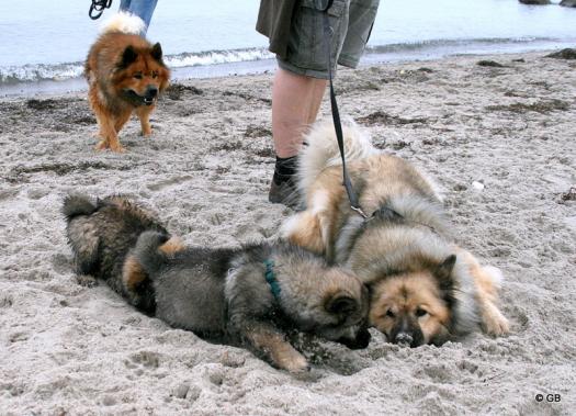 Aylana mit Blikki (vorne) und Bonny vom Bossardpfad